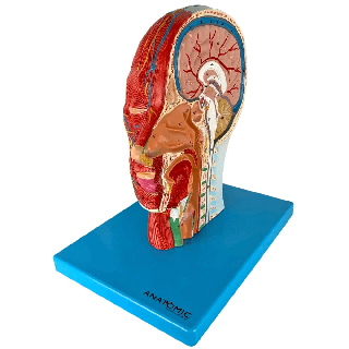 Metade da Cabeça com Musculatura em Corte Sagital - Anatomic