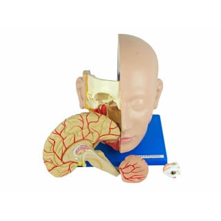 Cabeça em 4 Partes - Anatomic