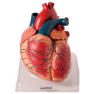 Coração Ampliado Luxo, em 3 Partes