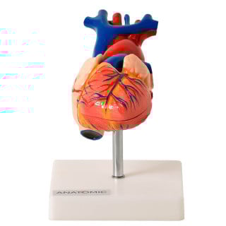Coração Tamanho Natural em 2 Partes