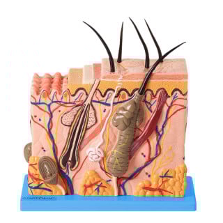 Corte de Pele Ampliado em Bloco - Anatomic