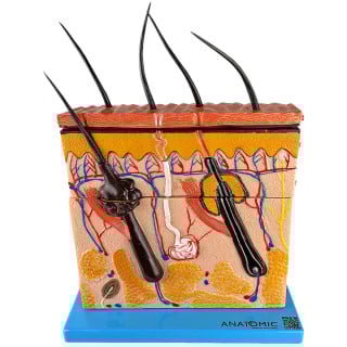 Corte de Pele Ampliado em Bloco com Camadas - Anatomic