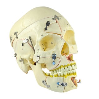 Crânio Numerado com Vasos e Nervos – 10 Partes