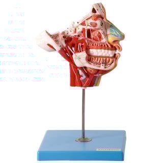 Crânio Facial com Demonstrativo de Nervos e Vasos – 2 Partes