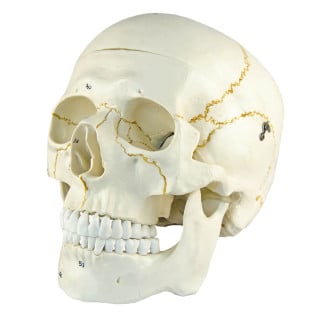 Crânio Numerado - 2 Partes