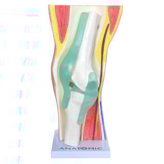 Joelho com Articulação e Musculatura em 2 Partes
