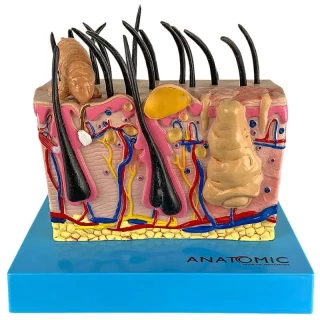 Pele de Cachorro em Bloco - Anatomic