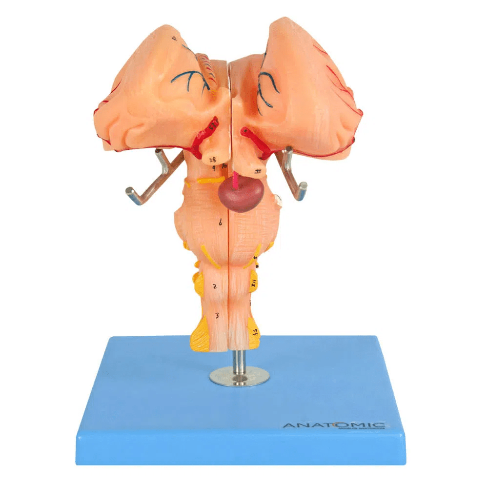 Tronco Encefálico Luxo- Anatomic