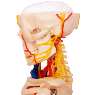 Esqueleto de 85 cm, com Nervos e Vasos Sanguíneos