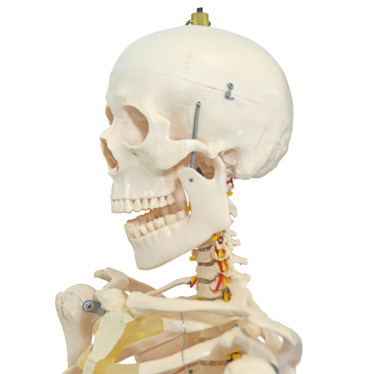 Esqueleto 168 cm, com Coluna Flexível, com Suporte e Base com Rodas