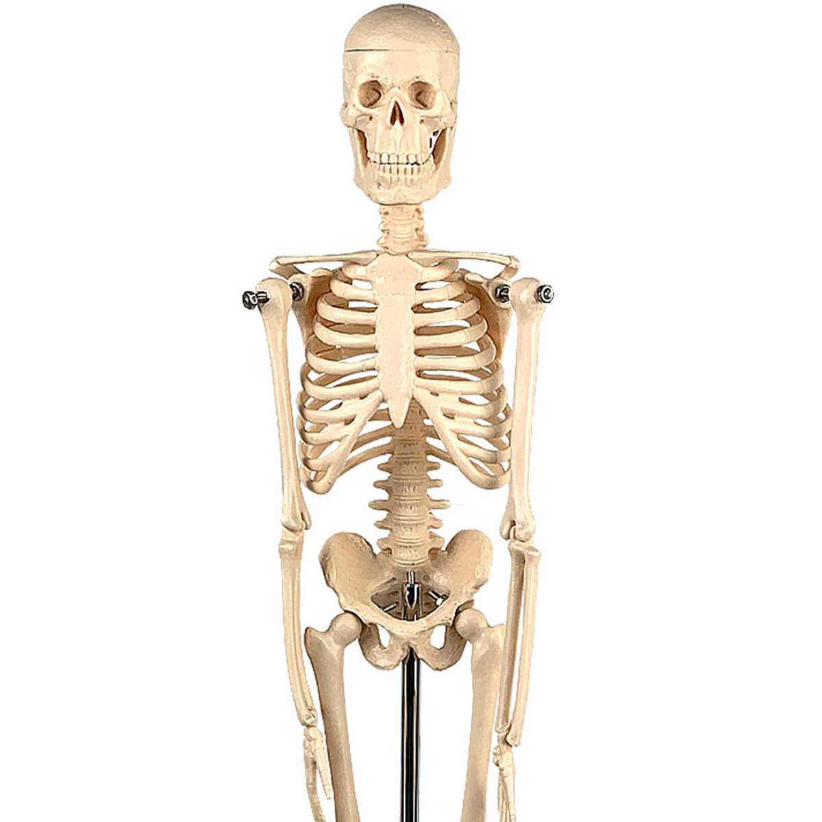 Esqueleto de 45 cm
