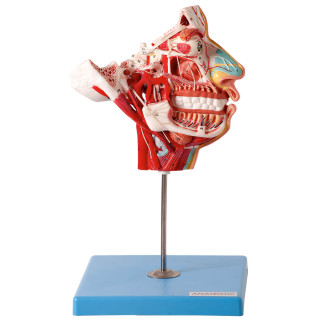 Crânio Facial com Demonstrativo de Nervos e Vasos, em 2 Partes - Anatomic